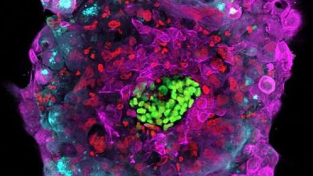 Human Embryos Grown In Lab For Record Period Of Time IFLScience