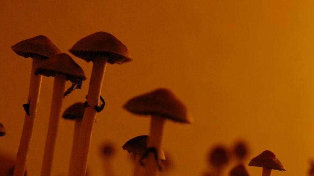 Magic Mushrooms Shown To Ease Severe Depression In Groundbreaking Study