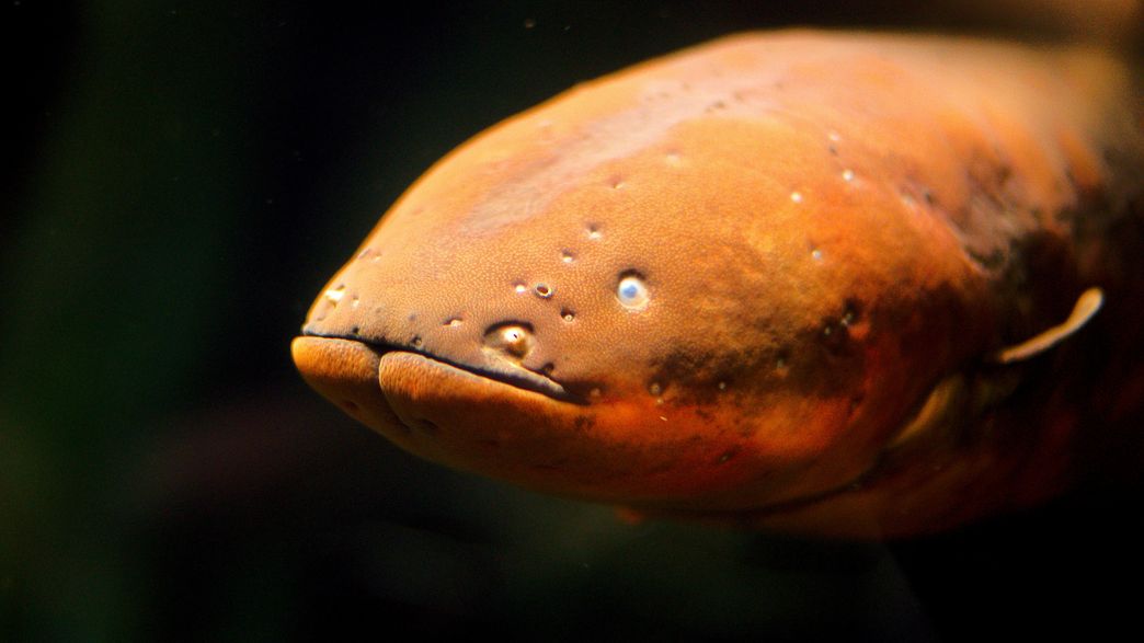 Electric Eels Found To Leap Out Of Water To Shock Predators IFLScience