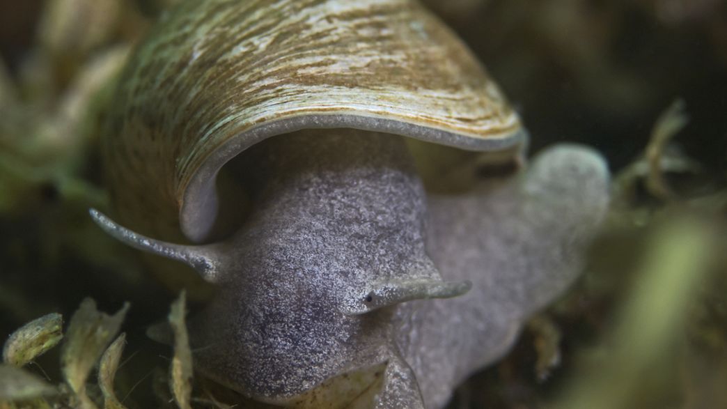 Snails Can Make Decisions Using Just Two Brain Cells IFLScience