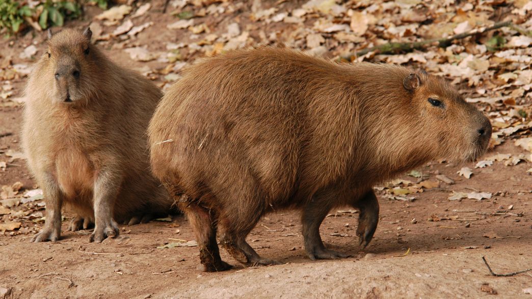 Two Of The World's Largest Rodents Are On The Run From Toronto Zoo ...