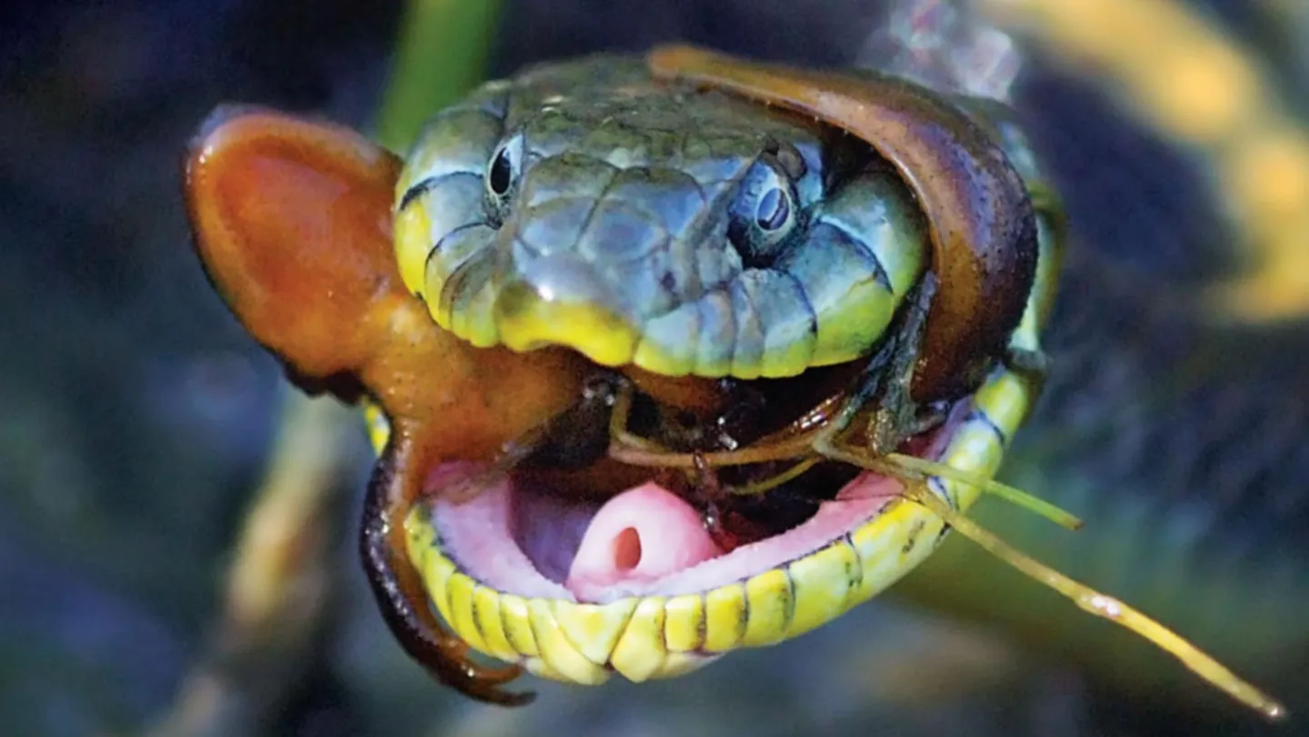 How Snakes Became Resistant To Their Toxic Newt Prey | IFLScience