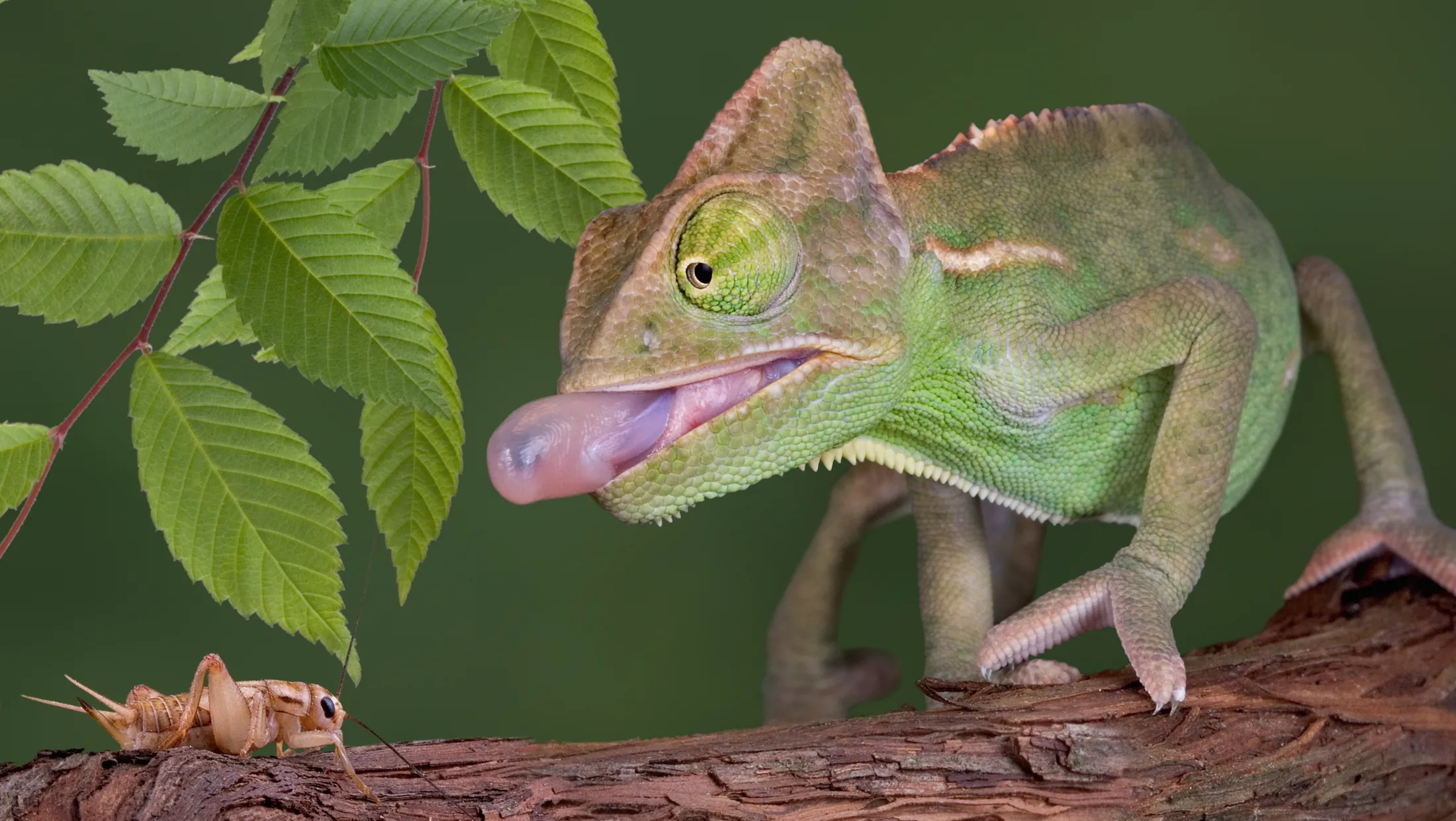 Chameleon Tongue Chameleon Tongue