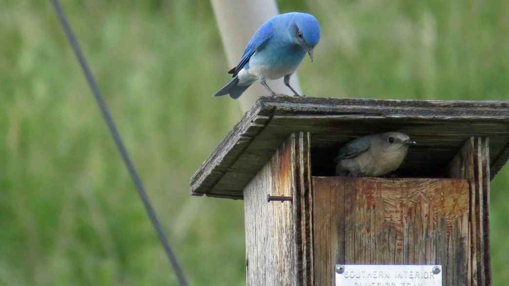 Why Do Bluebirds Have A Better Home Turf Defence? IFLScience