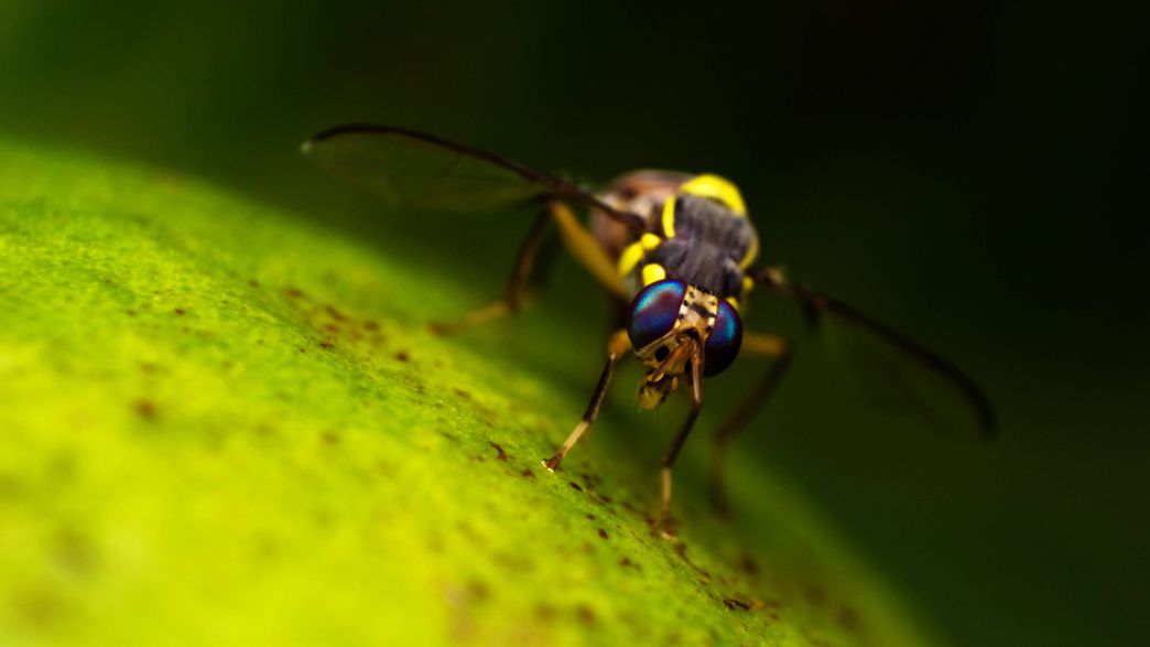 Artificial Sweeteners Increase Flies' Appetites IFLScience