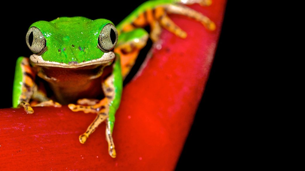 Global Ecosystems At Risk Of Failing As Biodiversity Falls Below Safety Limit Scientists Warn