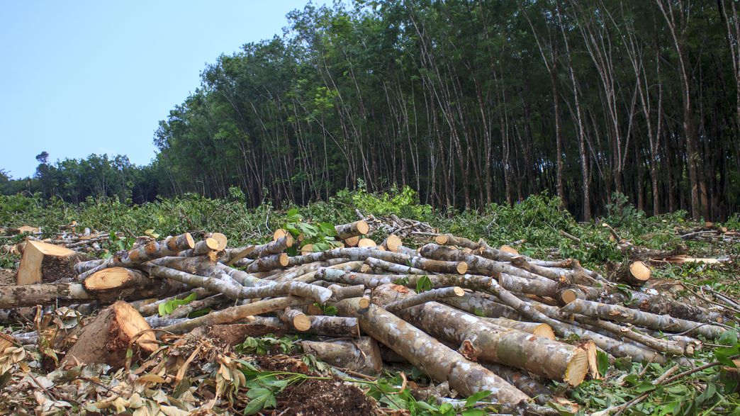 We Don't Need To Cut Down Forests To Produce More Food, Says UN Report