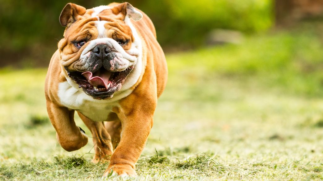 English Bulldog Genetic Diversity May Now Be Too Low To Save The Breed