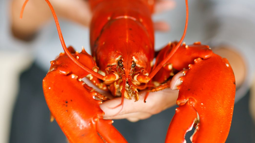 110YearOld Lobster Is Saved From A Restaurant, Dies Shortly After