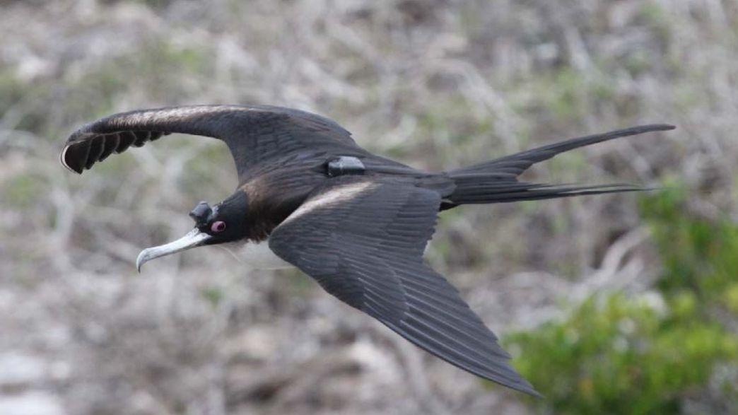 Birds Really Do Sleep While Flying IFLScience