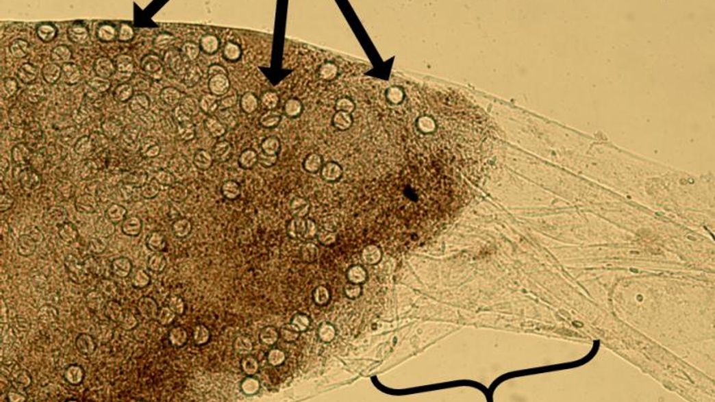 How Lobsters Eat Venomous Jellyfish Without Getting Stung IFLScience
