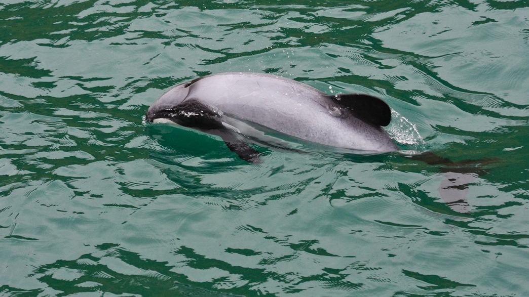 Researchers Stumble Across Unique Dolphin That Breathes Through