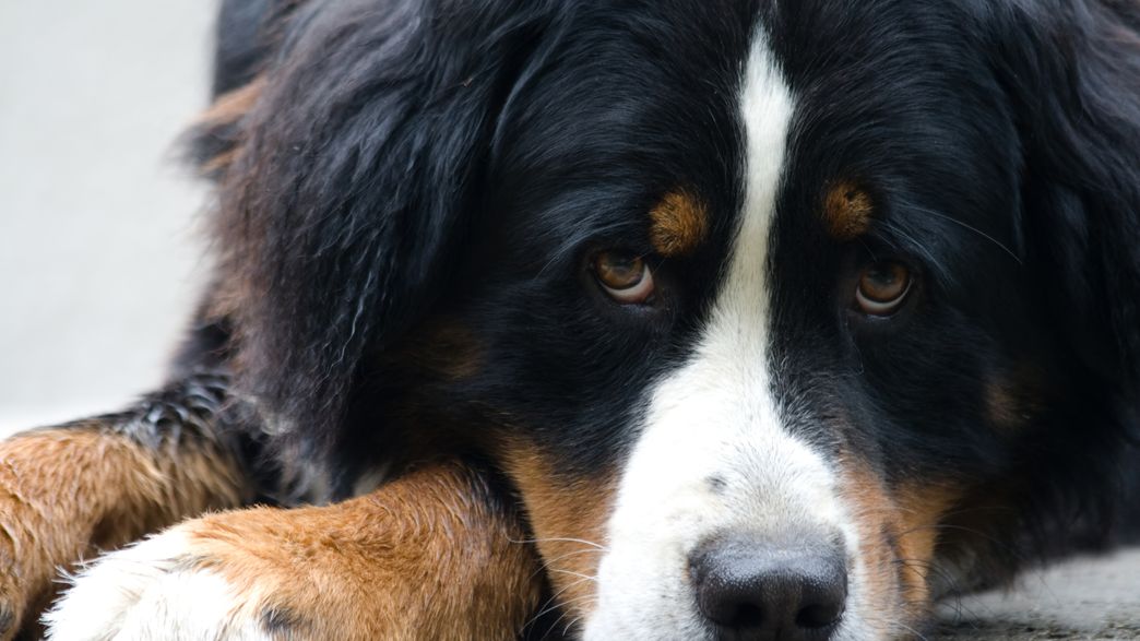 Can Dogs Smell Graves