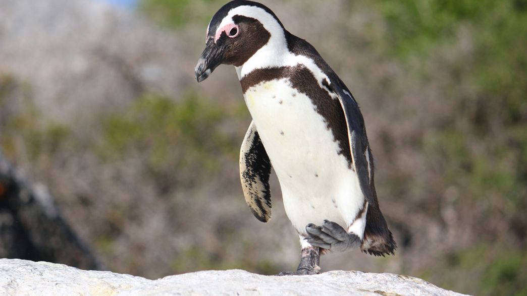 Animal intelligence overview