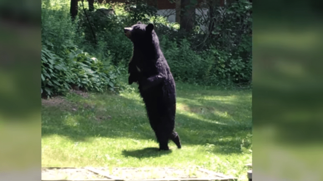 Pedals The Bipedal Bear Is Believed To Have Been Shot Dead IFLScience