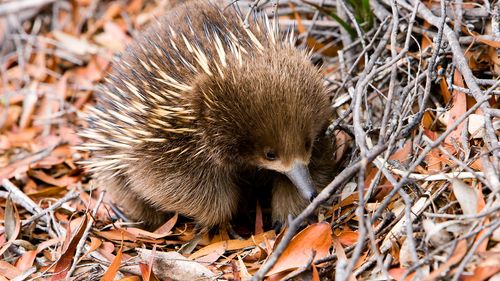 echidna
