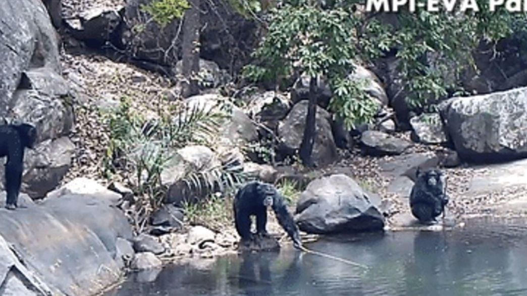 Chimpanzees Use Fishing Rods To Gather Algae From Rivers | IFLScience