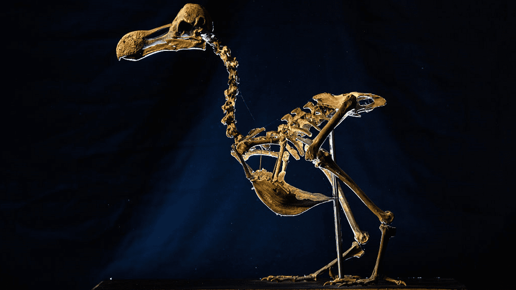 A Dodo Skeleton Is Going Up For Sale For The First Time In 100 Years ...