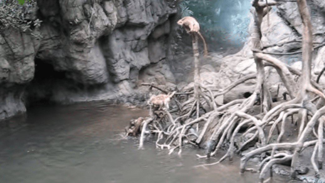 Video Shows Otters Drown And Kill A Monkey At A Zoo IFLScience