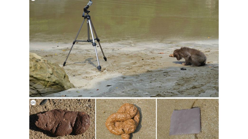Scientists Prank Monkeys With Fake Poop For Real Research IFLScience
