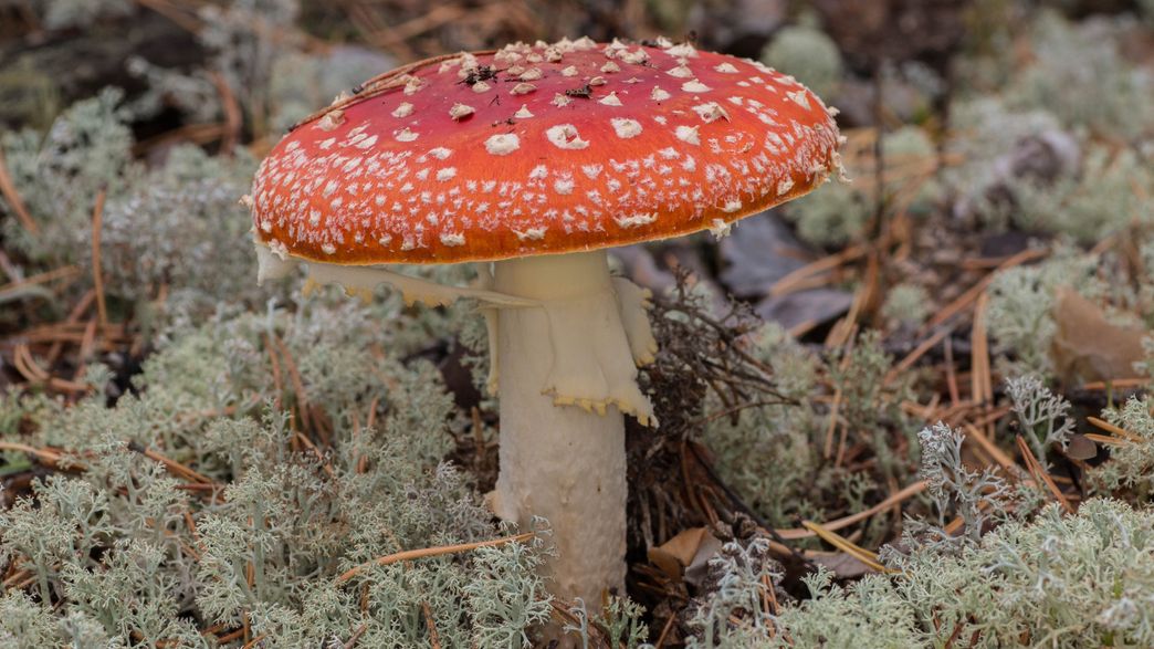 Do Animals Use Drugs In The Wild? IFLScience