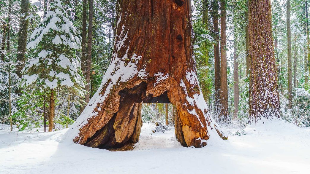California's Famous Giant Sequoia "Tunnel Tree" Falls From Heavy Rain