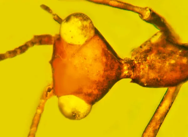 1485437793-insect-head-o.webp