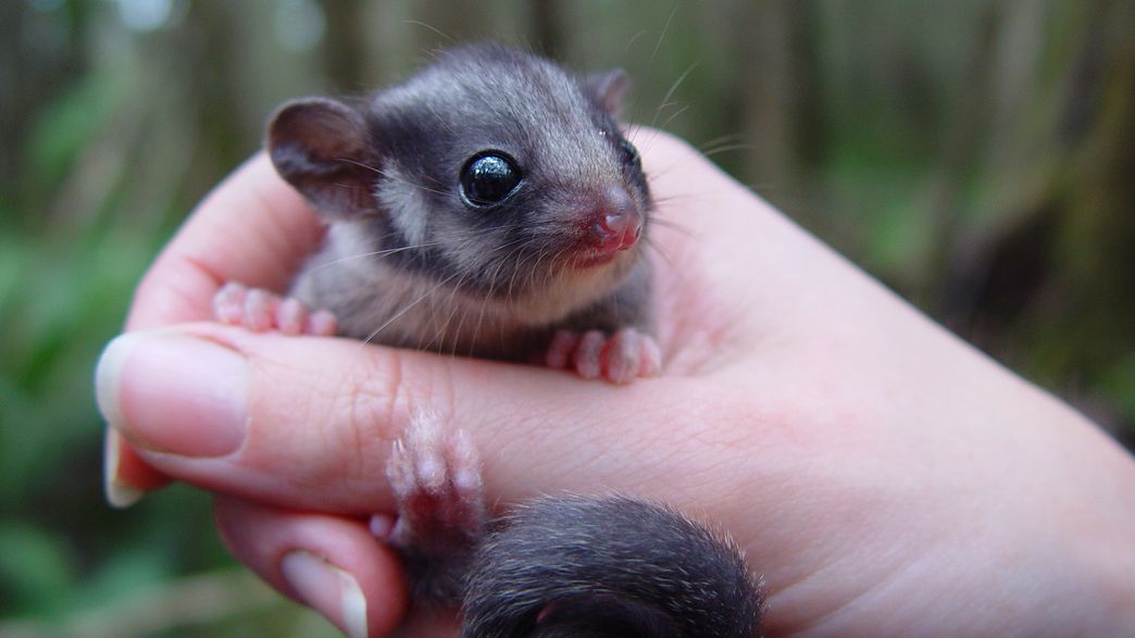 Critically Endangered "Fairy Possum" Is Stuck In A Catch22 Situation