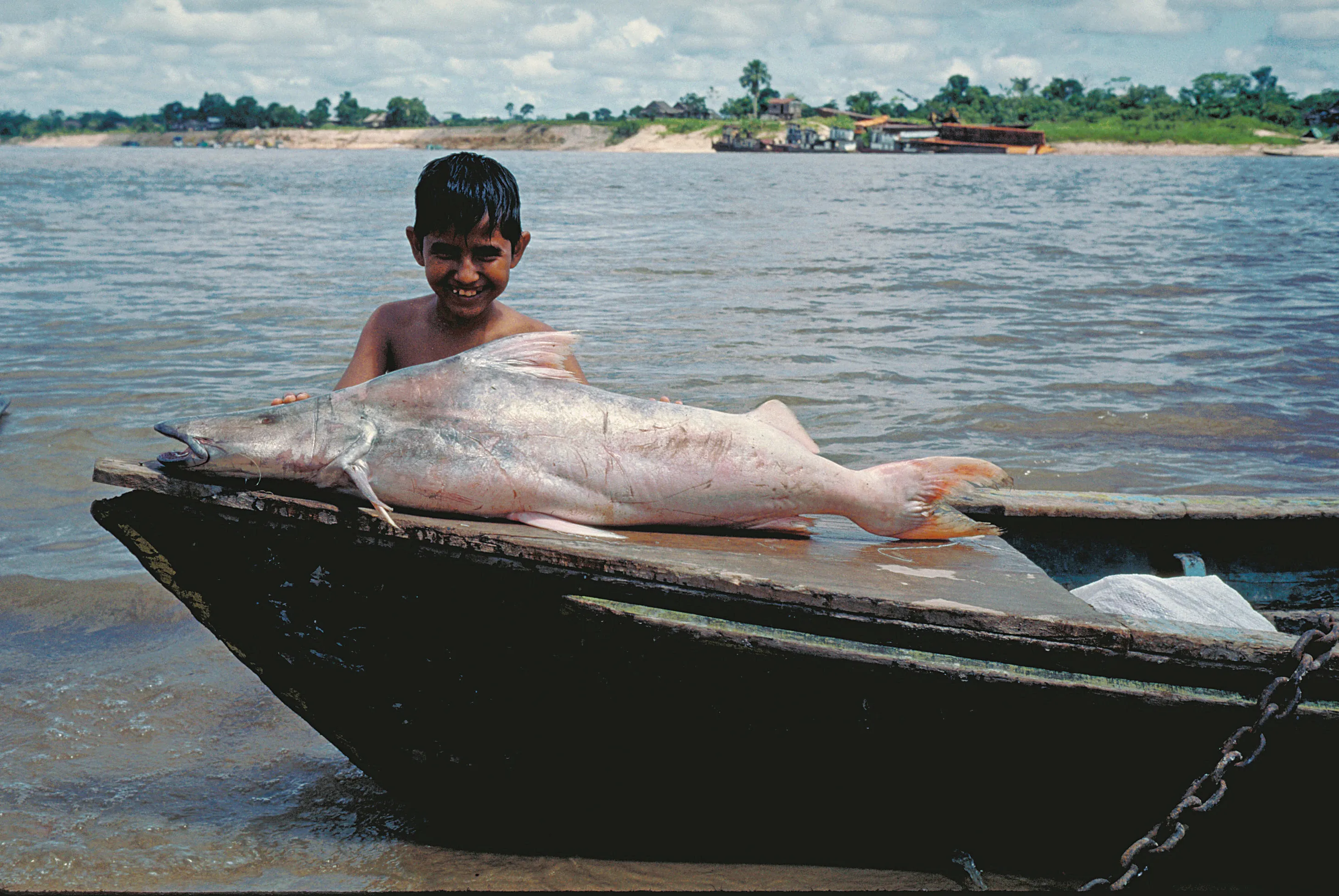 Longest Freshwater Migration Revealed As Catfish Swim Length Of