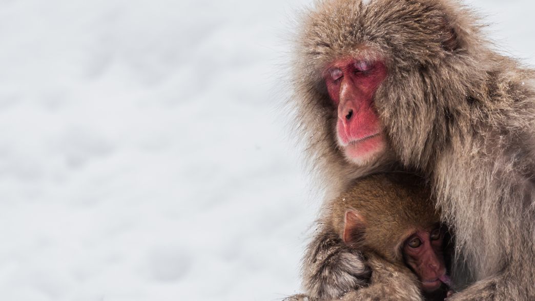 Japanese Zoo Culls 57 Snow Monkeys Due To Mixed Genes From