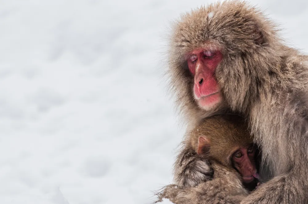 Japanese Zoo Culls 57 Snow Monkeys Due To Mixed Genes From