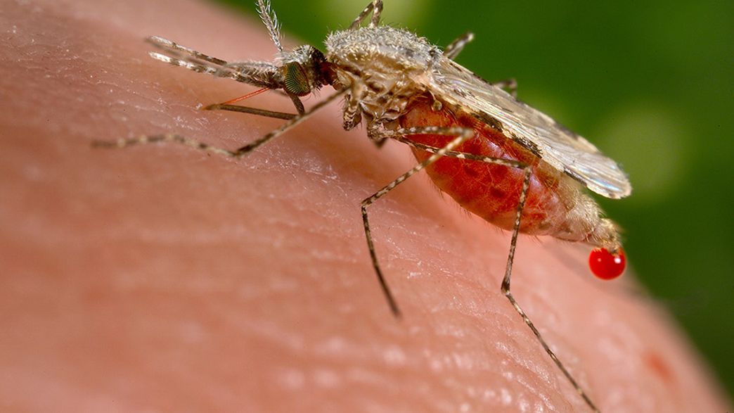 First Case Of DrugResistant Malaria From Africa Has Been Discovered