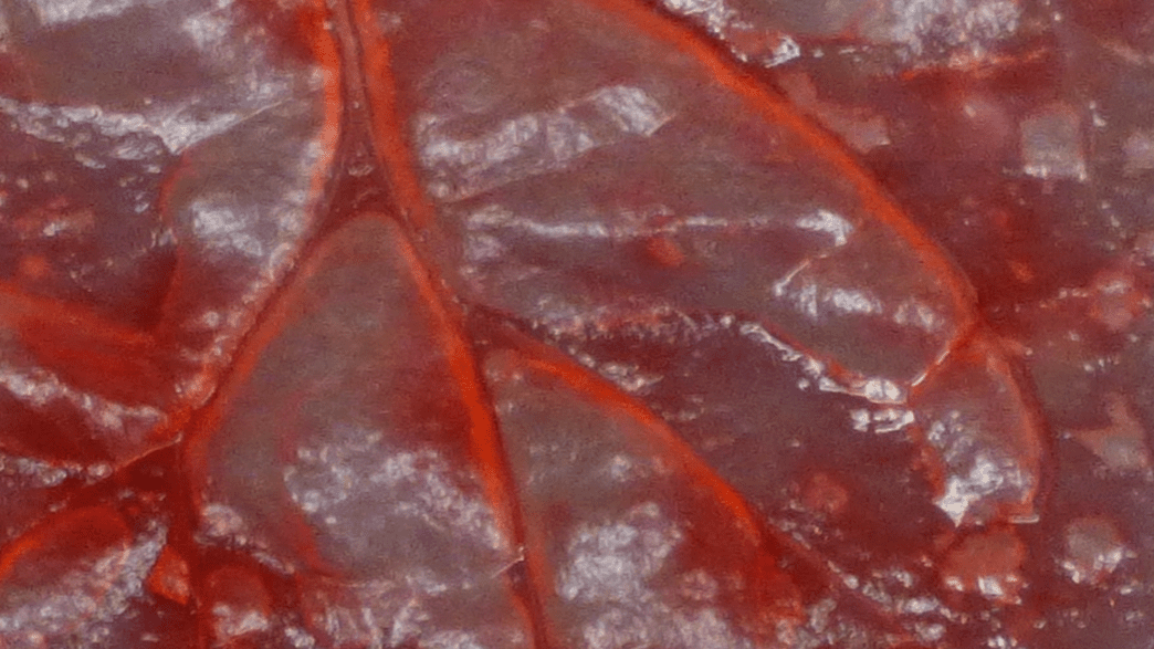 Scientists Build Working Heart Tissue Out Of Spinach Leaves IFLScience