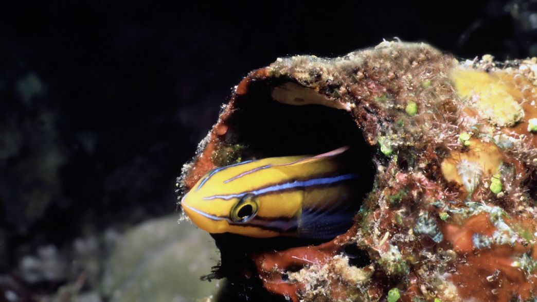 Smackdown! Venomous Fish Deal Drugs On Coral Reefs IFLScience