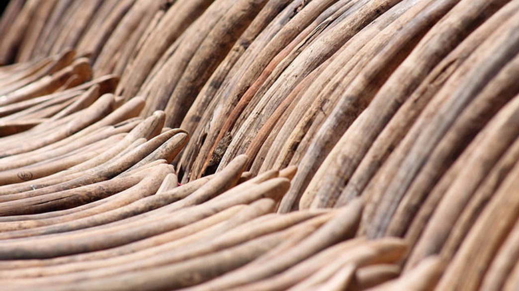 Ivory Falling Price Of Ivory In China Crashes As Demand Continues To Fall | IFLScience