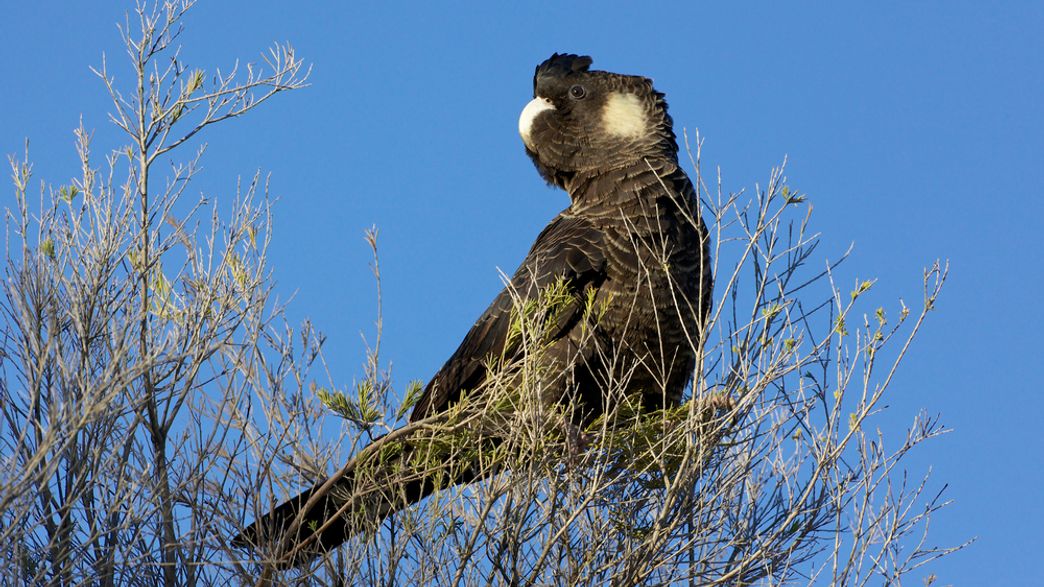 Australian Zoo Gives Badly Burnt Cockatoo New Wings In IcarusInspired Surgery IFLScience