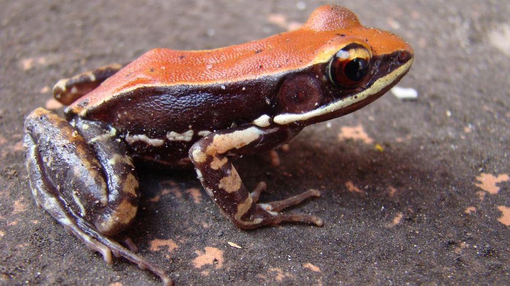 This Frog's Slime Can Kill Flu Viruses IFLScience