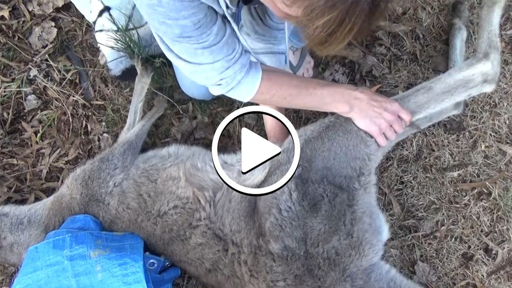Watch The Moment A Baby Kangaroo Is Rescued From Dead Mother's Pouch ...