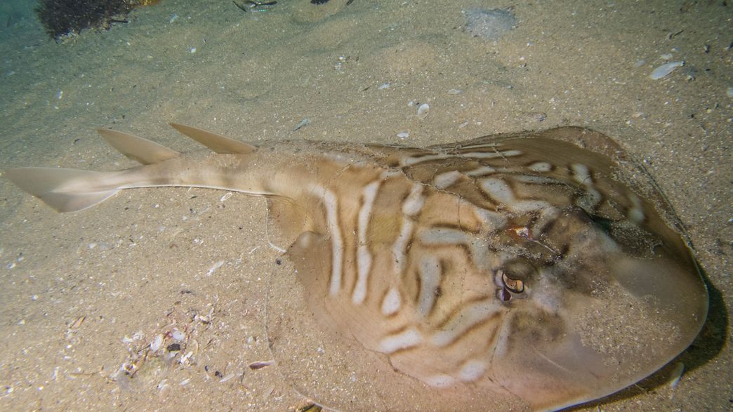 Divers Reveal Shocking Images Of Mutilated Banjo Sharks To Highlight