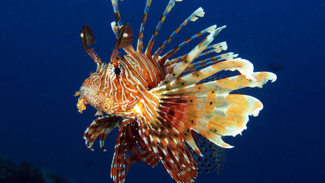 The Roar Of The Lionfish Really Doesn't Live Up To Its Name | IFLScience