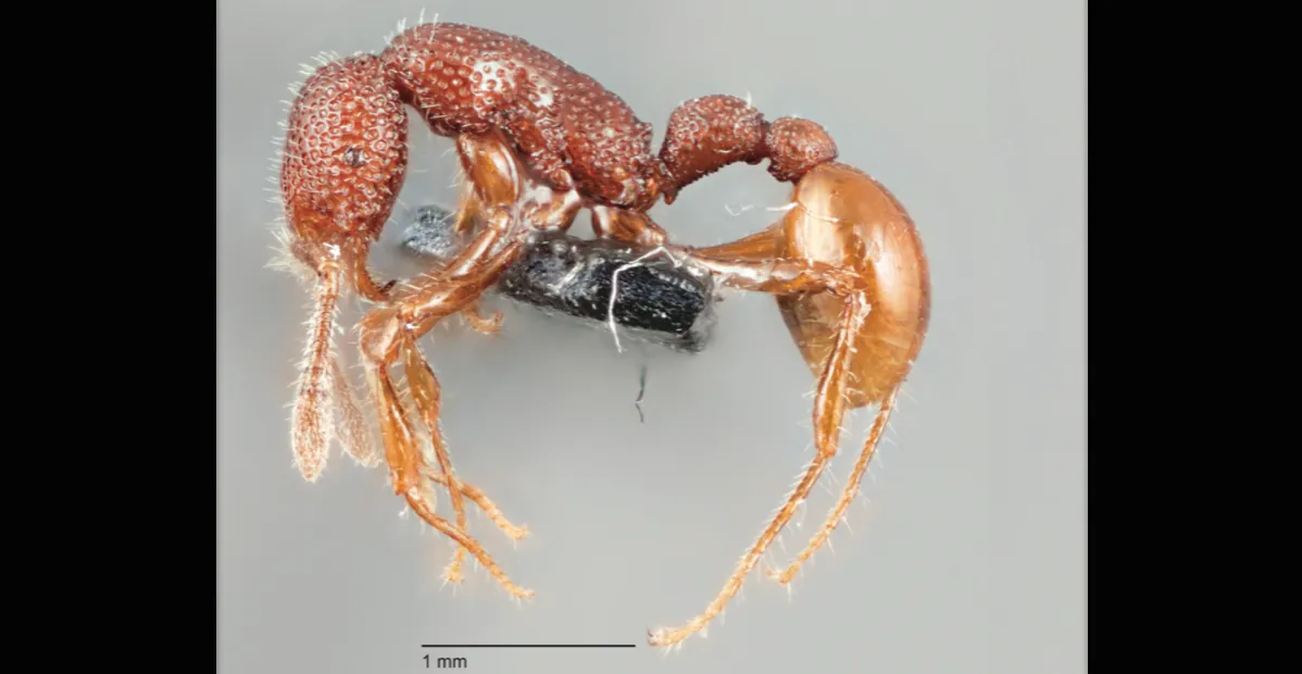 T. Rex Ants Seen Alive For First Time | IFLScience