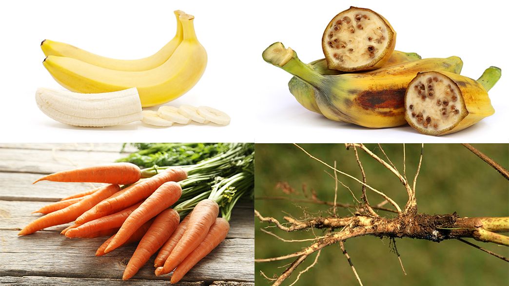 This Is What Our Fruits And Vegetables Looked Like Before Thousands Of