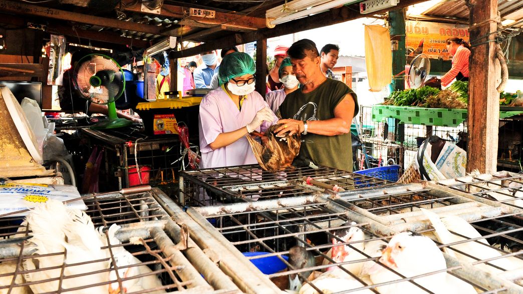 Three Mutations Could Turn Bird Flu Virus Into A Human Pandemic ...