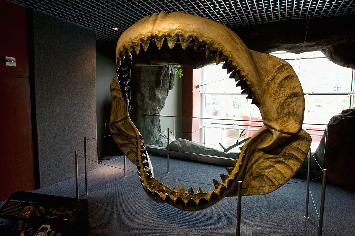 Discovered Tooth Fossil Of Ocean Obsession Megalodon 15 Million Years 