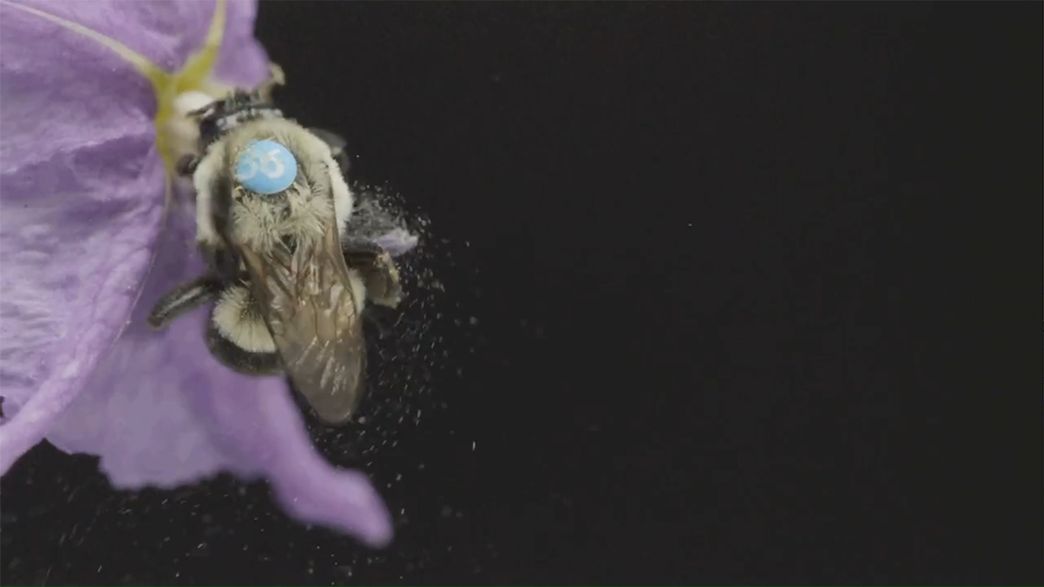 Watch Bees Pollinate Flowers In Super SlowMo IFLScience