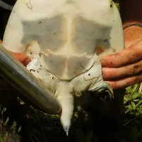 Using Sex Toys To Tease Out Turtle Boners, For Science | IFLScience Using Sex Toys To Tease Out Turtle Boners, For Science | IFLScience