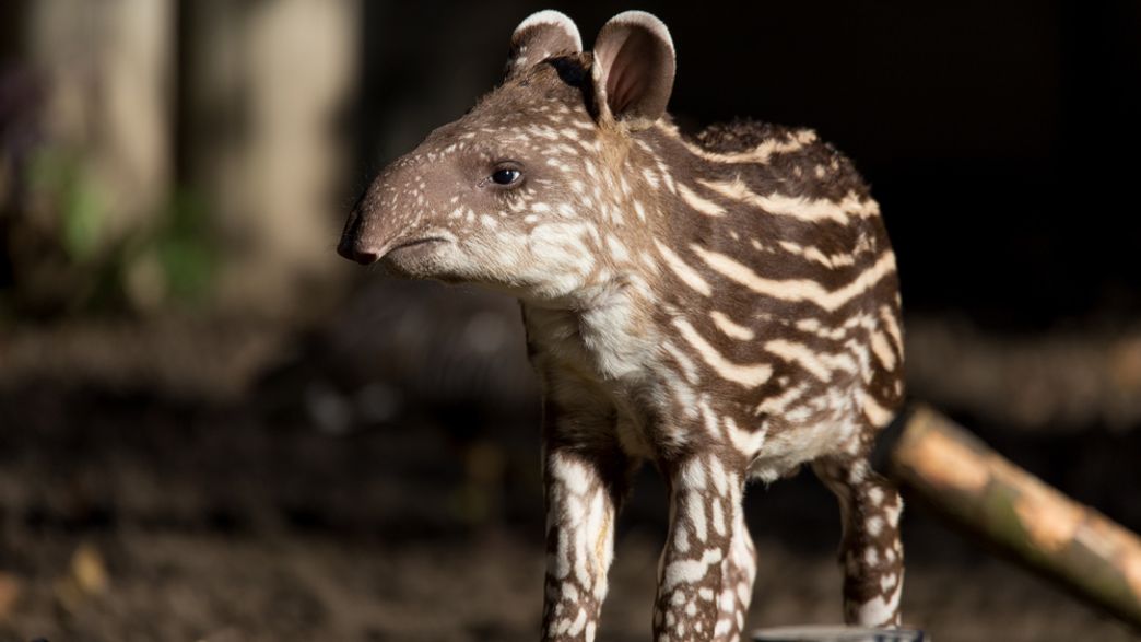 Thieves Are Suspected Of Stealing Animals From A Zoo In Venezuela To