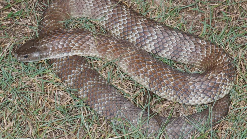 Tiger Snake Venom Is So Perfect It's Barely Evolved For 10 Million