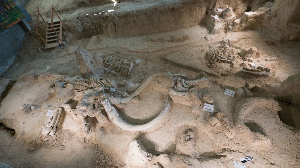 Huge Mammoths Used To Travel Vast Distances Across Texas IFLScience