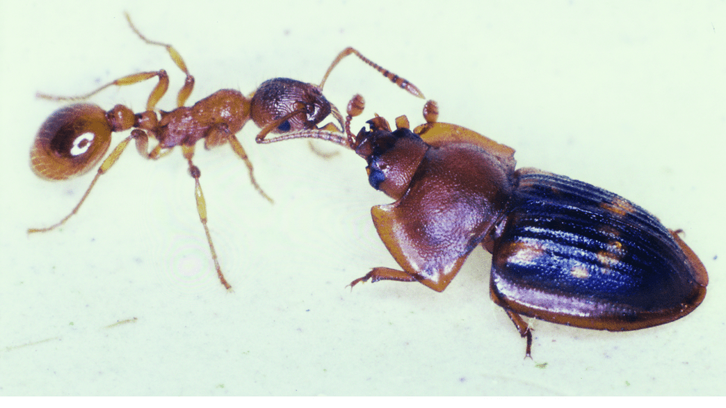 Highwaymen Beetles Hold Up Ants To Steal Their Food In A Really Gross Way |  IFLScience